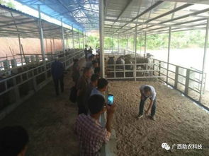 生態(tài)養(yǎng)牛技術(shù) 廣西助農(nóng)公司專(zhuān)業(yè)服務(wù)，助您科學(xué)養(yǎng)殖成功