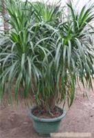 上?？弟皥@林綠化 龍血樹租賃價格、圖片、詳情及養(yǎng)護服務