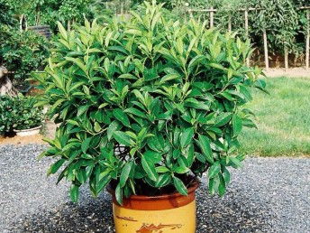 廣州鮮花綠植全周期服務 出租、銷售、租賃、出擺與專業(yè)養(yǎng)護一體化解決方案