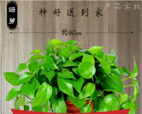 武漢三鎮(zhèn)植物租賃服務(wù) 免費(fèi)上門打造綠色辦公與生活空間