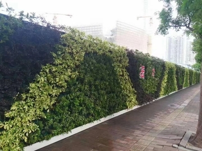 廣州成茂園林綠化 專業(yè)植物租賃與養(yǎng)護(hù)，打造綠色辦公空間